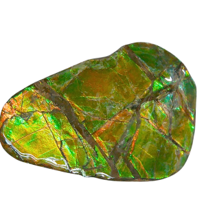 Ammolite Ammonite Gem & Fossil Specimen for Sale #8