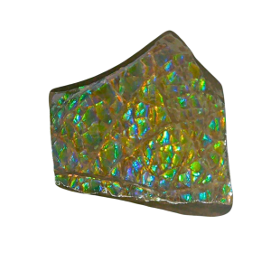 Ammolite Ammonite Gem & Fossil Specimen for Sale #9