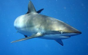 Carcharhinus falciformis