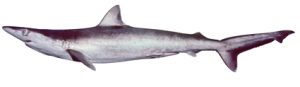 By CSIRO National Fish Collection - http://www.fishesofaustralia.net.au/home/species/1951, CC BY 3.0, https://commons.wikimedia.org/w/index.php?curid=25596002 Carcharhinus macloti