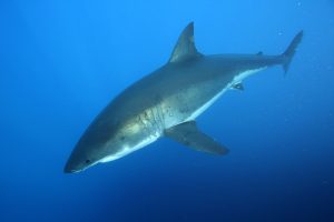 Carcharodon hastalis | Fossils for Sale Carcharodon hastalis