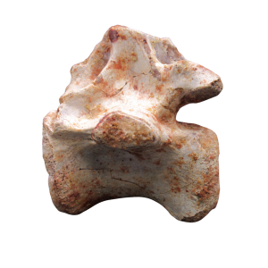 Crocodylomorph Vertebra Bone from Kem Kem Basin Morocco #1