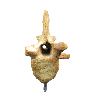 Kemkemia Spinosaurid or Crocodyliformes? Bone from Morocco #1