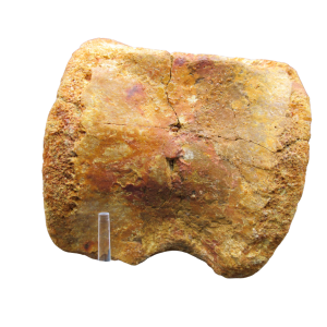Kemkemia Spinosaurid or Crocodyliformes? Bone from Morocco #2