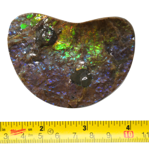Predatory Bite Marked Gem Ammolite Ammonite Specimen #1