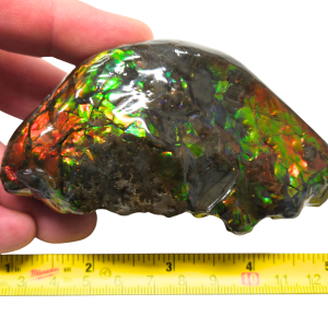 Predatory Bite Marked Gem Ammolite Ammonite Specimen #2