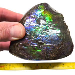 Predatory Bite Marked Gem Ammolite Ammonite Specimen #3