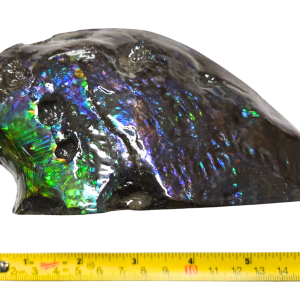 Predatory Bite Marked Gem Ammolite Ammonite Specimen #4