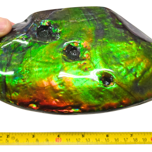 Predatory Bite Marked Gem Ammolite Ammonite Specimen #5