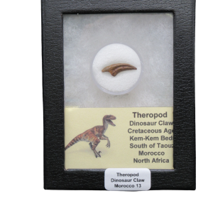 Theropod Dinosaur Claw Fossil for Sale from Morocco #13