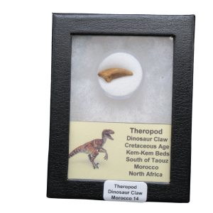 Theropod Dinosaur Claw Fossil for Sale from Morocco #14