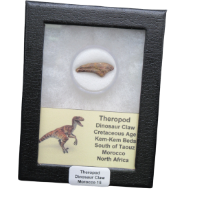 Theropod Dinosaur Claw Fossil for Sale from Morocco #15