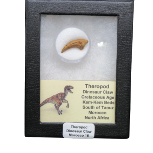 Theropod Dinosaur Claw Fossil for Sale from Morocco #16