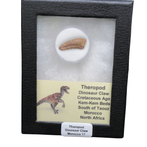 Theropod Dinosaur Claw Fossil for Sale from Morocco #17