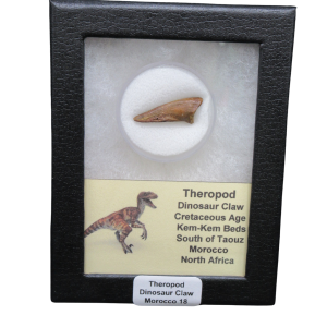 Theropod Dinosaur Claw Fossil for Sale from Morocco #18
