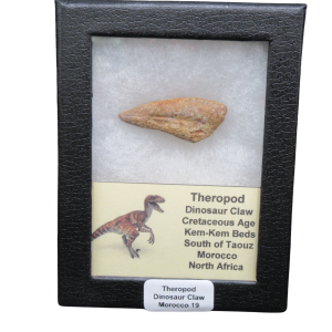 Theropod Dinosaur Claw Fossil for Sale from Morocco #19