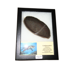 Liopleurodon Pliosaur Jurassic Swimming Reptile Bone #1