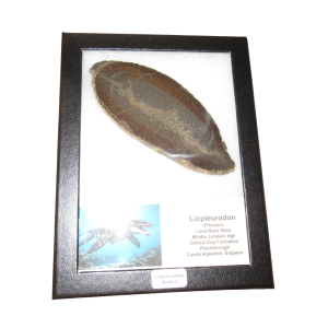 Liopleurodon Pliosaur Jurassic Swimming Reptile Bone #2