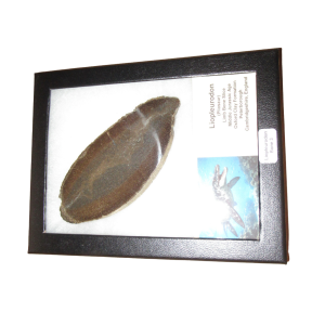 Liopleurodon Pliosaur Jurassic Swimming Reptile Bone #3