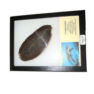 Liopleurodon Pliosaur Jurassic Swimming Reptile Bone #4