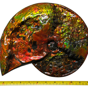 Gem Ammolite Ammonite For Sale from Alberta Canada #10