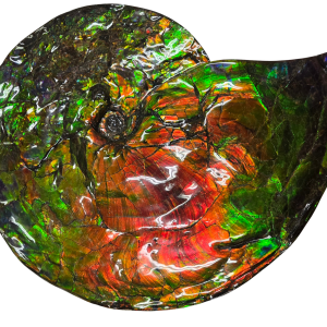 Gem Ammolite Ammonite For Sale from Alberta Canada #12