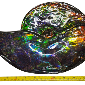 Gem Ammolite Ammonite For Sale from Alberta Canada #13