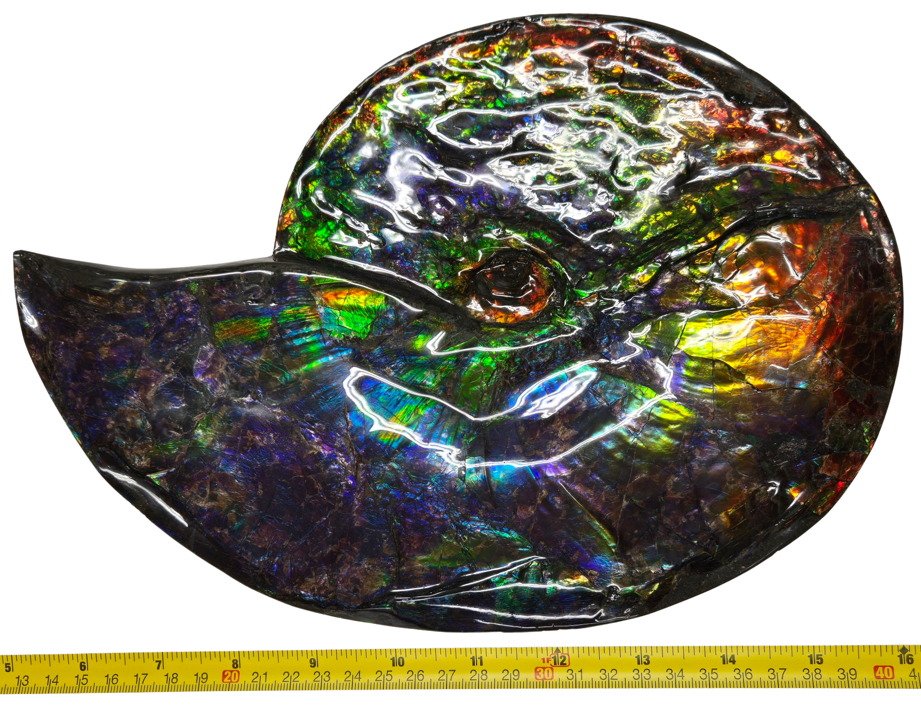 Gem Ammolite Ammonite For Sale from Alberta Canada 13 | Fossils for Sale