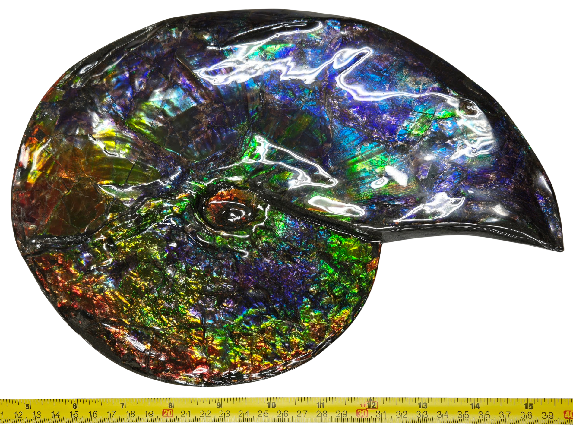 Gem Ammolite Ammonite For Sale from Alberta Canada 13a | Fossils for Sale
