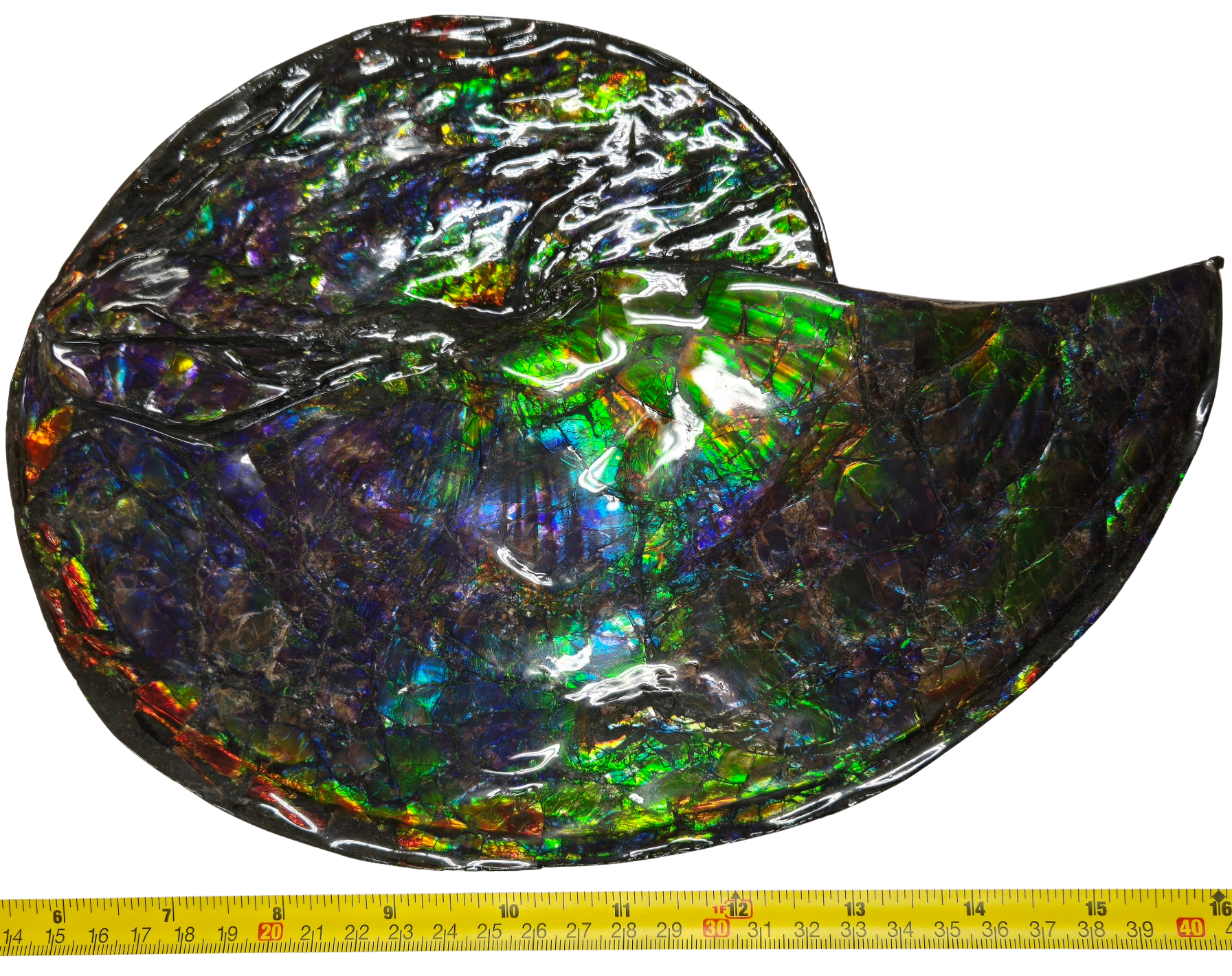 Gem Ammolite Ammonite For Sale from Alberta Canada 13b | Fossils for Sale