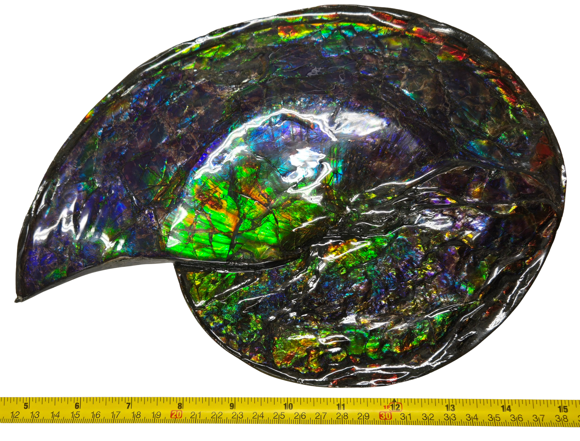 Gem Ammolite Ammonite For Sale from Alberta Canada 13c | Fossils for Sale