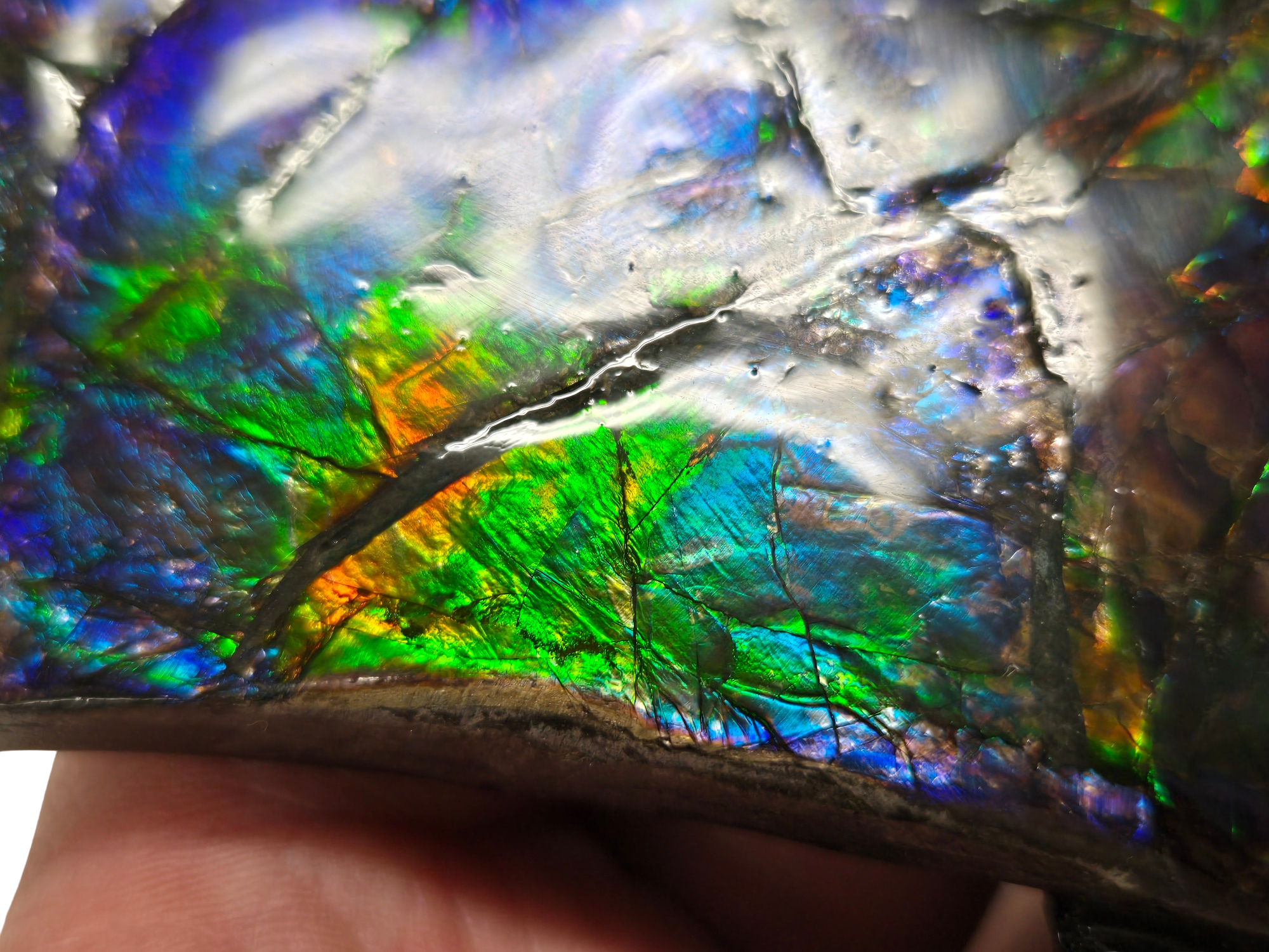 Gem Ammolite Ammonite For Sale from Alberta Canada 13d | Fossils for Sale
