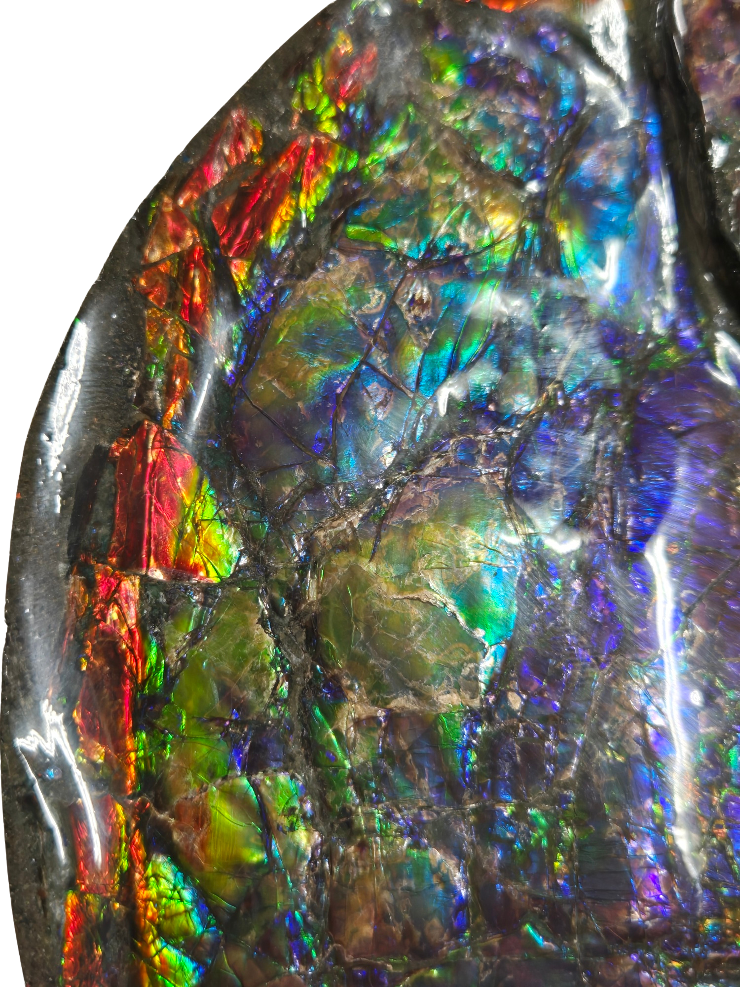 Gem Ammolite Ammonite For Sale from Alberta Canada 13e | Fossils for Sale