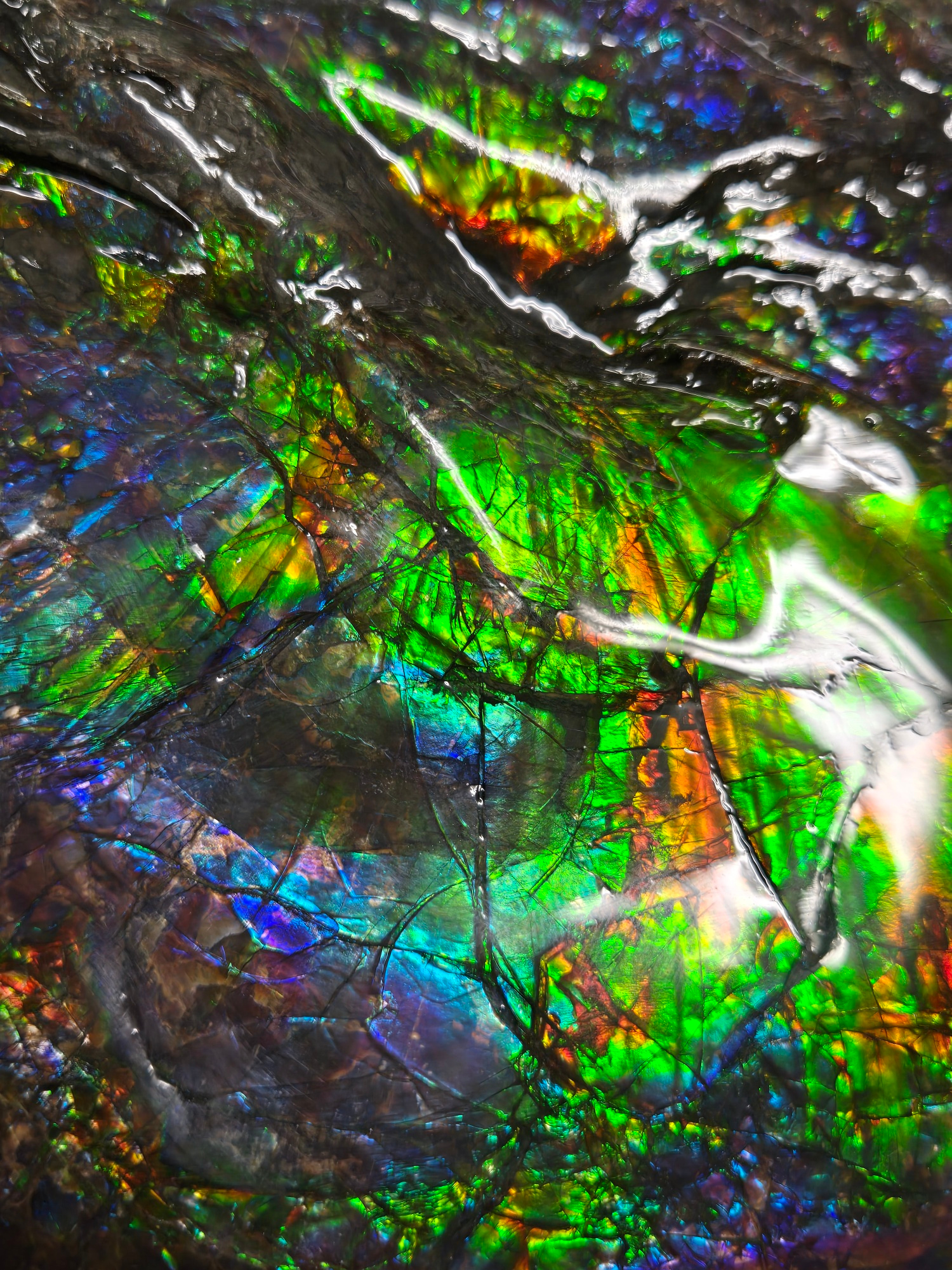 Gem Ammolite Ammonite For Sale from Alberta Canada 13f | Fossils for Sale