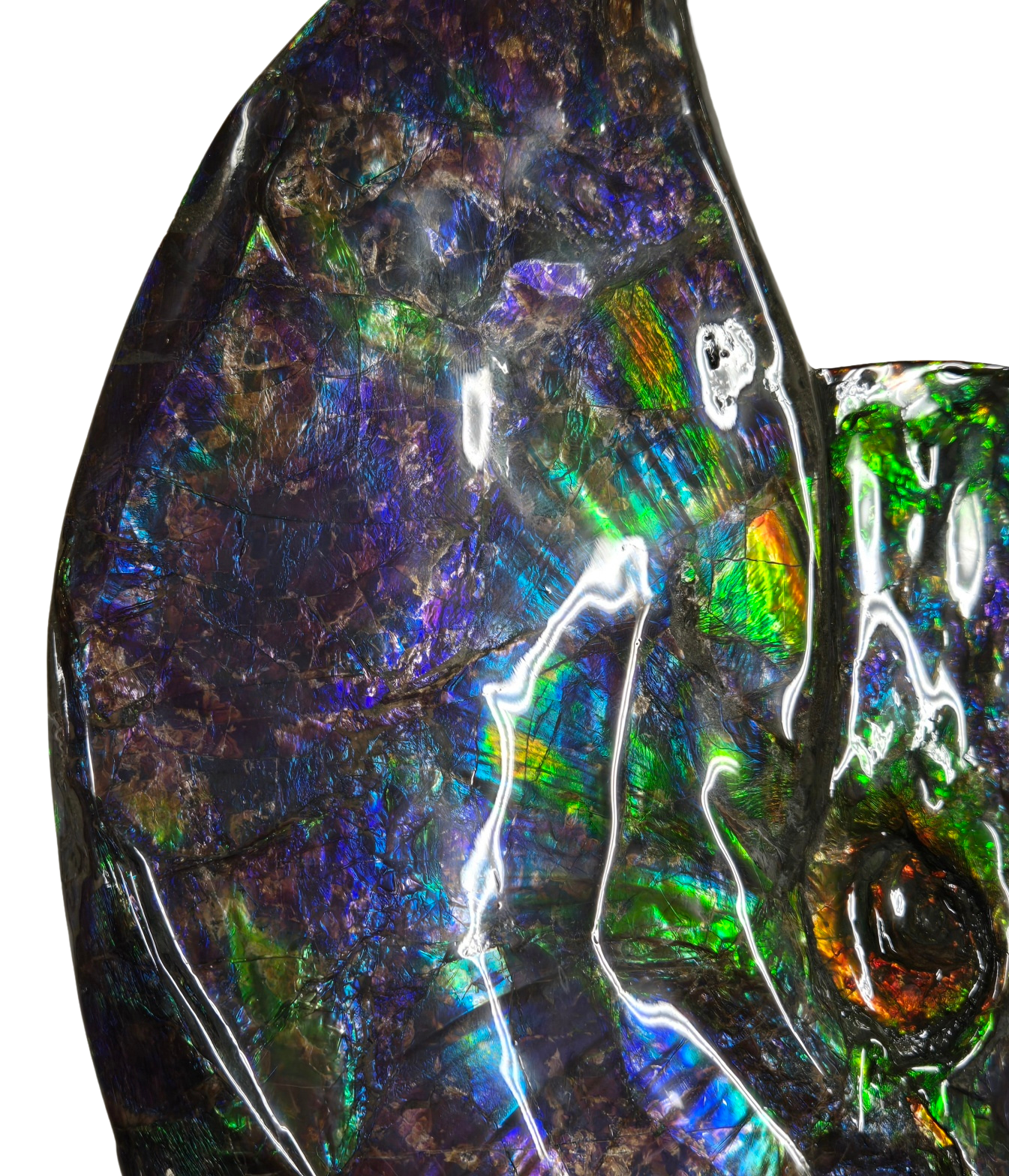 Gem Ammolite Ammonite For Sale from Alberta Canada 13g | Fossils for Sale