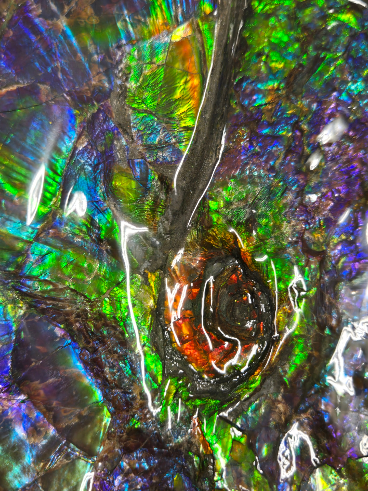 Gem Ammolite Ammonite For Sale from Alberta Canada 13h | Fossils for Sale