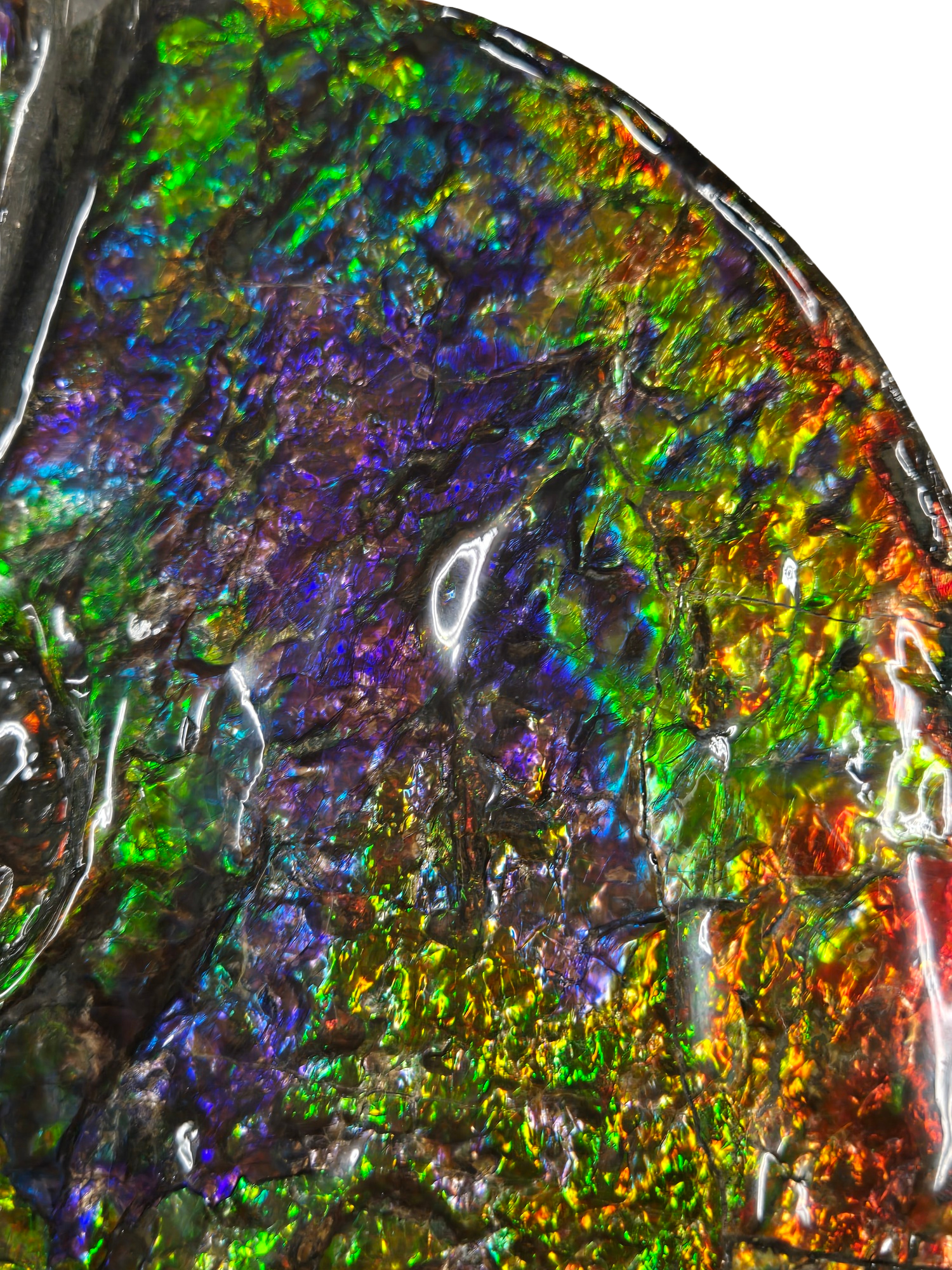 Gem Ammolite Ammonite For Sale from Alberta Canada 13i | Fossils for Sale
