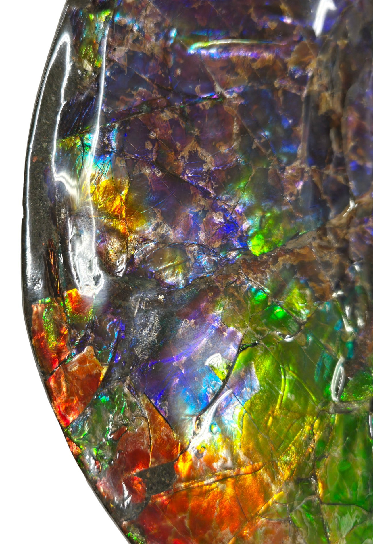Gem Ammolite Ammonite For Sale from Alberta Canada 13j | Fossils for Sale