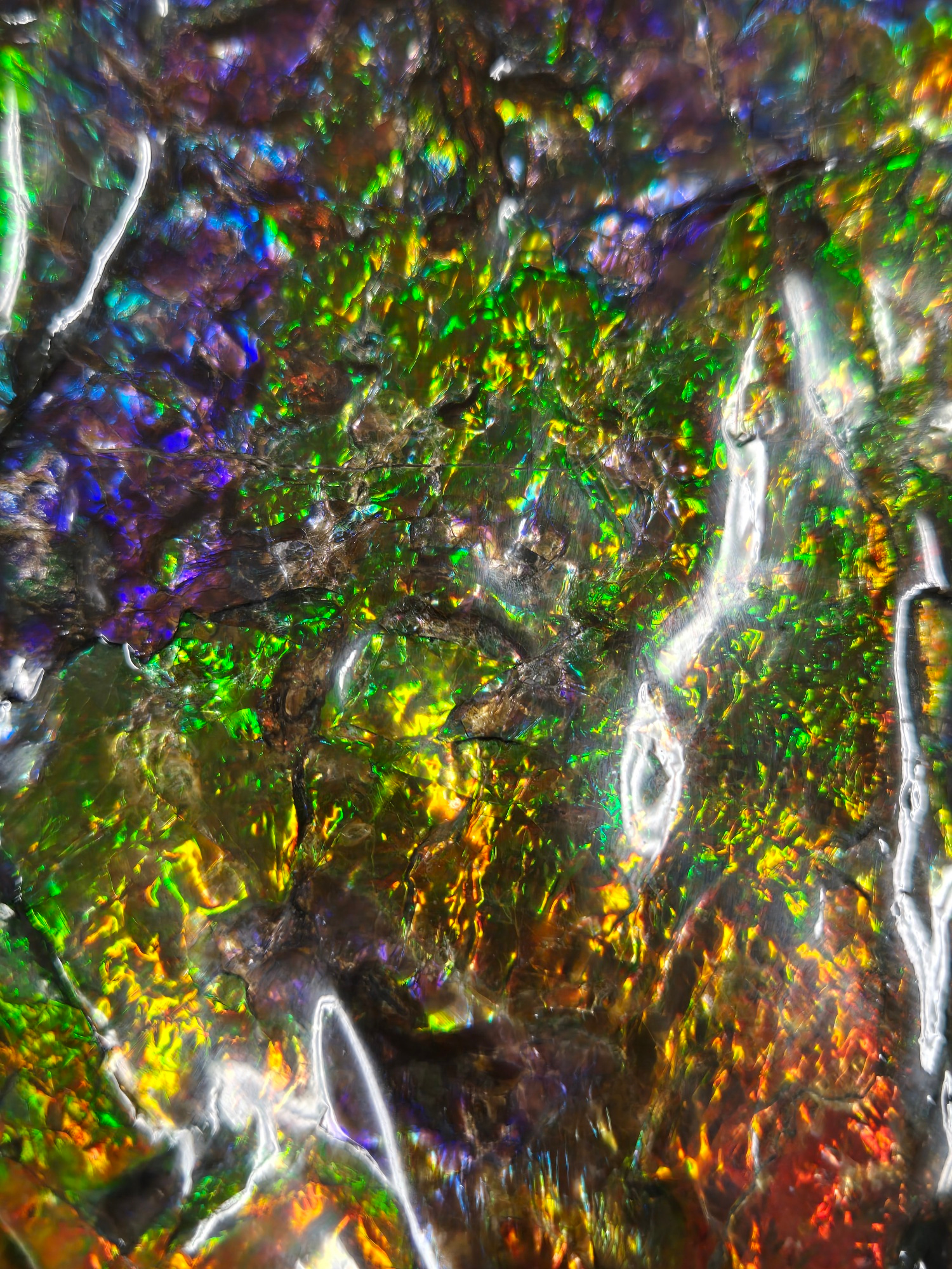 Gem Ammolite Ammonite For Sale from Alberta Canada 13k | Fossils for Sale