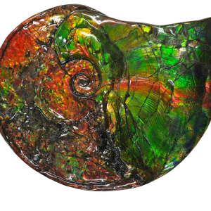Gem Ammolite Ammonite For Sale from Alberta Canada #14