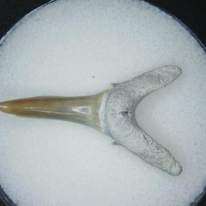Carcharias cuspidata Extinct Sand Tiger Shark Tooth Fossil for Sale #1