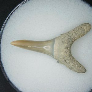 Carcharias cuspidata Extinct Sand Tiger Shark Tooth Fossil for Sale #2