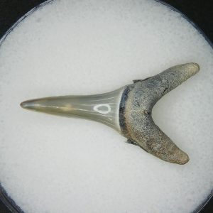 Carcharias cuspidata Extinct Sand Tiger Shark Tooth Fossil for Sale #3