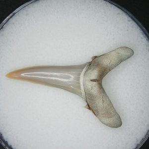 Carcharias cuspidata Extinct Sand Tiger Shark Tooth Fossil for Sale #4