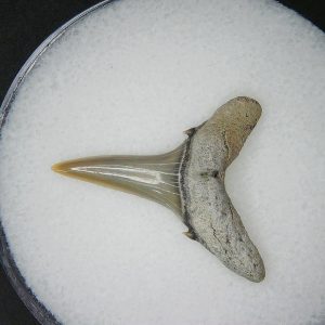 Carcharias cuspidata Extinct Sand Tiger Shark Tooth Fossil for Sale #5