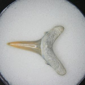Carcharias cuspidata Extinct Sand Tiger Shark Tooth Fossil for Sale #6