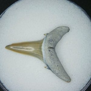 Carcharias cuspidata Extinct Sand Tiger Shark Tooth Fossil for Sale #7