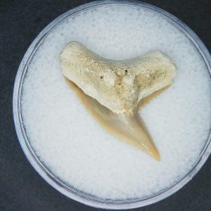 Galeocerdo contortus Extinct Tiger Shark Tooth Fossil for Sale #3
