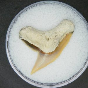 Galeocerdo contortus Extinct Tiger Shark Tooth Fossil for Sale #4