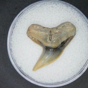 Galeocerdo contortus Extinct Tiger Shark Tooth Fossil for Sale #5